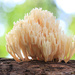 Little Coral Mushroom by juliedduncan