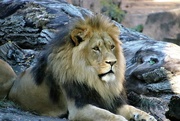 11th Oct 2021 - Lion Relaxing