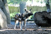 12th Oct 2021 - African Painted Dog