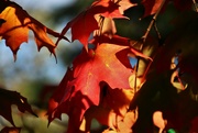 13th Oct 2021 - Leaves Of A Different Color