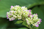 10th Oct 2021 - Late Blooming Hydrangea