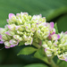 Late Blooming Hydrangea by lstasel