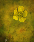 18th Oct 2021 - Buttercup