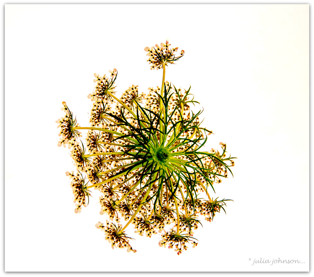 Carrot Weed.. Colour version by julzmaioro