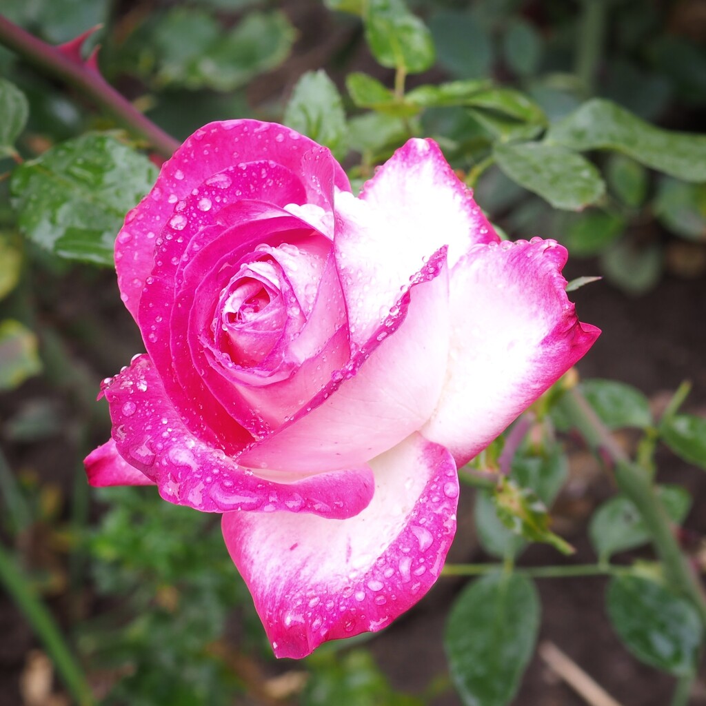 The same rose by monikozi