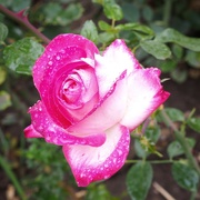 18th Oct 2021 - The same rose