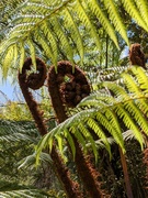 14th Oct 2021 - Shy fronds
