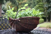 18th Oct 2021 - A Basket of Basil!