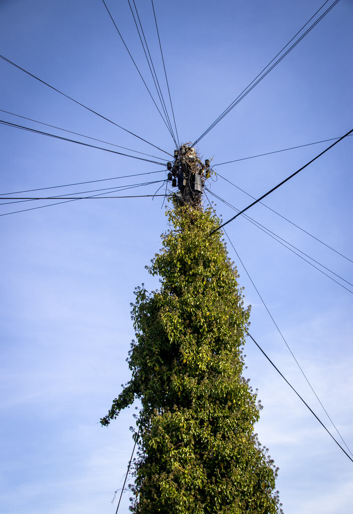 Green telegraph pole by swillinbillyflynn