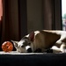 Puppy nap time by dawnbjohnson2