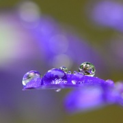 18th Oct 2021 - Raindrop refractions on Senetti petals.........