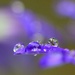 Raindrop refractions on Senetti petals......... by ziggy77