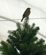 17th Oct 2021 - A real Robin