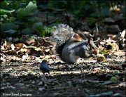 18th Oct 2021 - The nuthatch was watching the squirrel