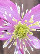 16th Oct 2021 - Clematis Flower 