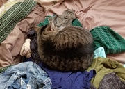10th Oct 2021 - The reason laundry isn't getting done.