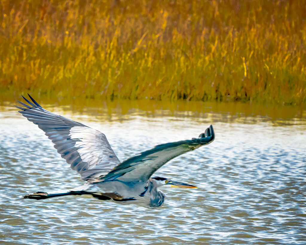 heron in flight by jernst1779