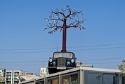 18th Oct 2021 - Cab Tree Sculpture