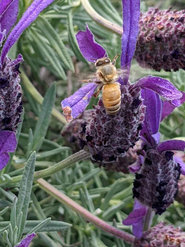 Lavender + bee by sandradavies