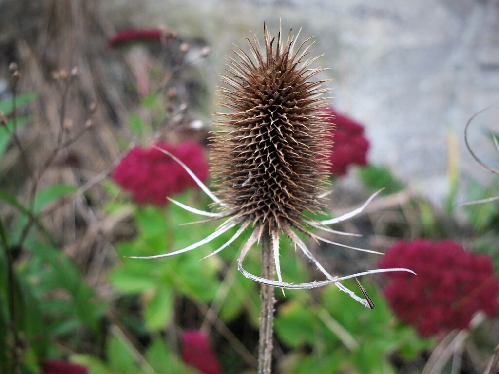 Spiky!  by bigmxx