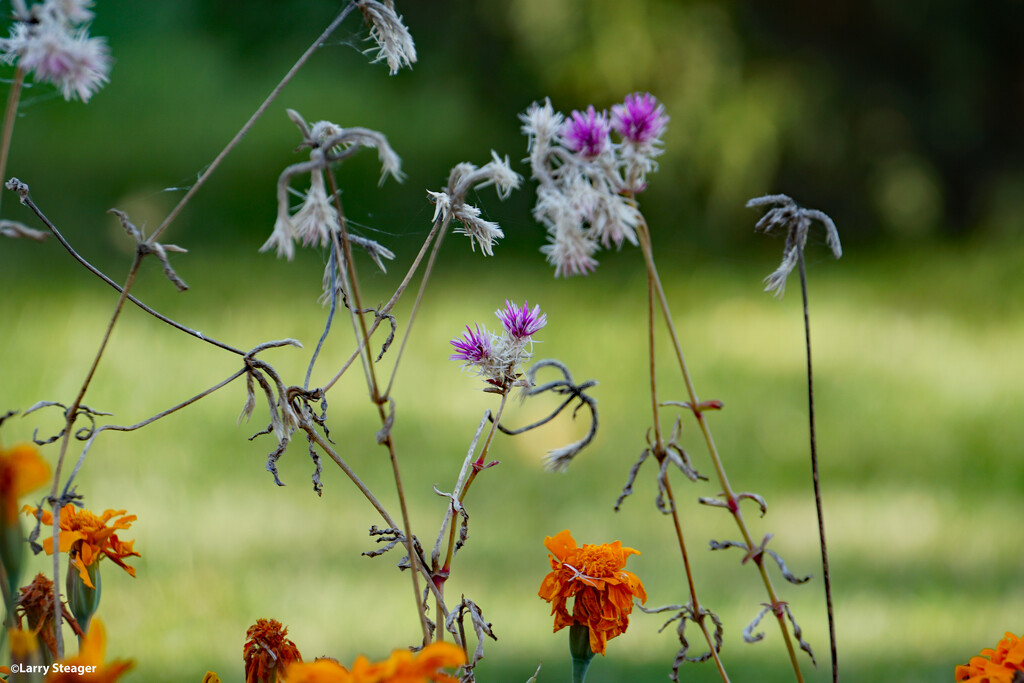 Flowers of summer in fall by larrysphotos