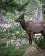 18th Oct 2021 - Wary Elk
