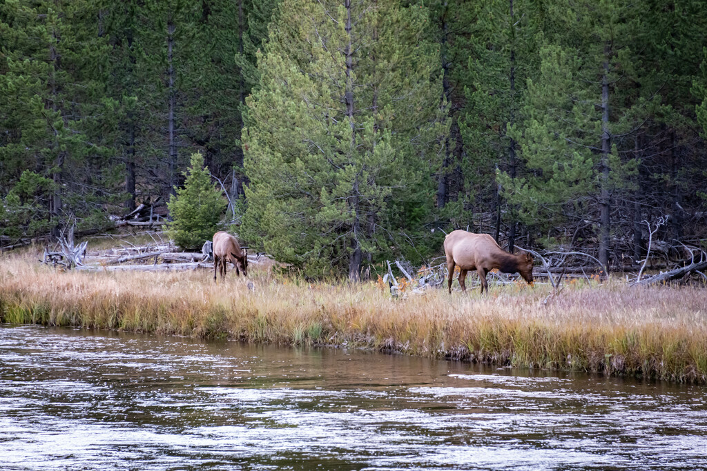 Elk by the River by marylandgirl58