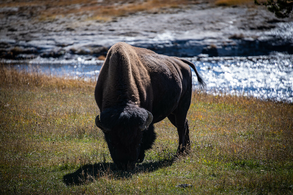 Bison by the River by marylandgirl58
