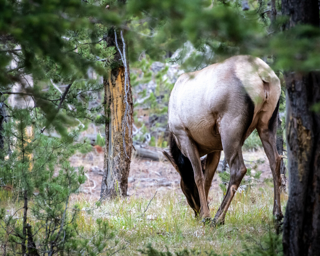 Elk Butt by marylandgirl58