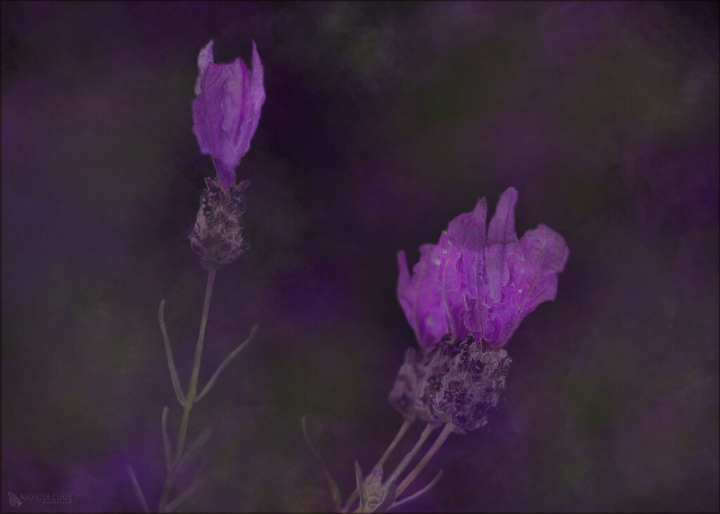 Lavender  by nickspicsnz