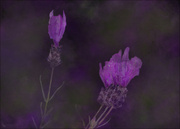 16th Oct 2021 - Lavender 
