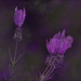 Lavender  by nickspicsnz