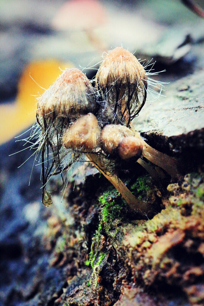 Fungus Consuming a Fungus by juliedduncan