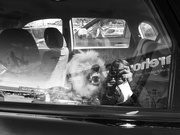 15th Oct 2021 - dogs in cars