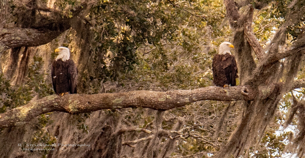 Bald Eagles Not Speaking to Each Other! by rickster549