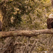 Bald Eagles Not Speaking to Each Other! by rickster549