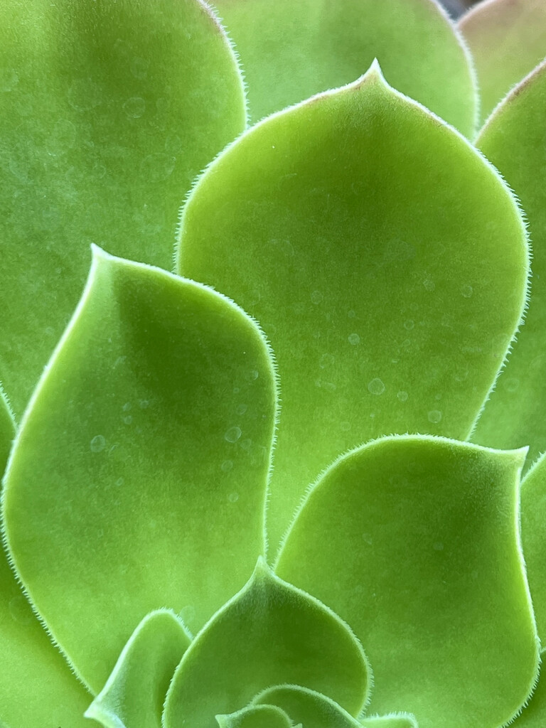 Succulent plant by shookchung