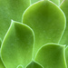 Succulent plant by shookchung