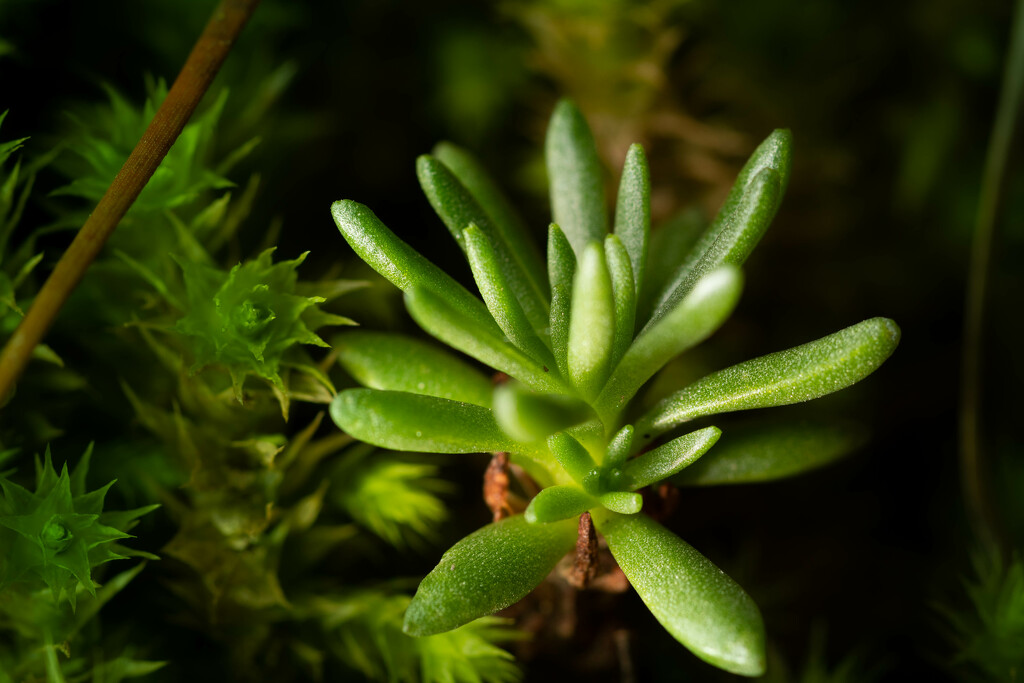 Succulant in the moss by teriyakih