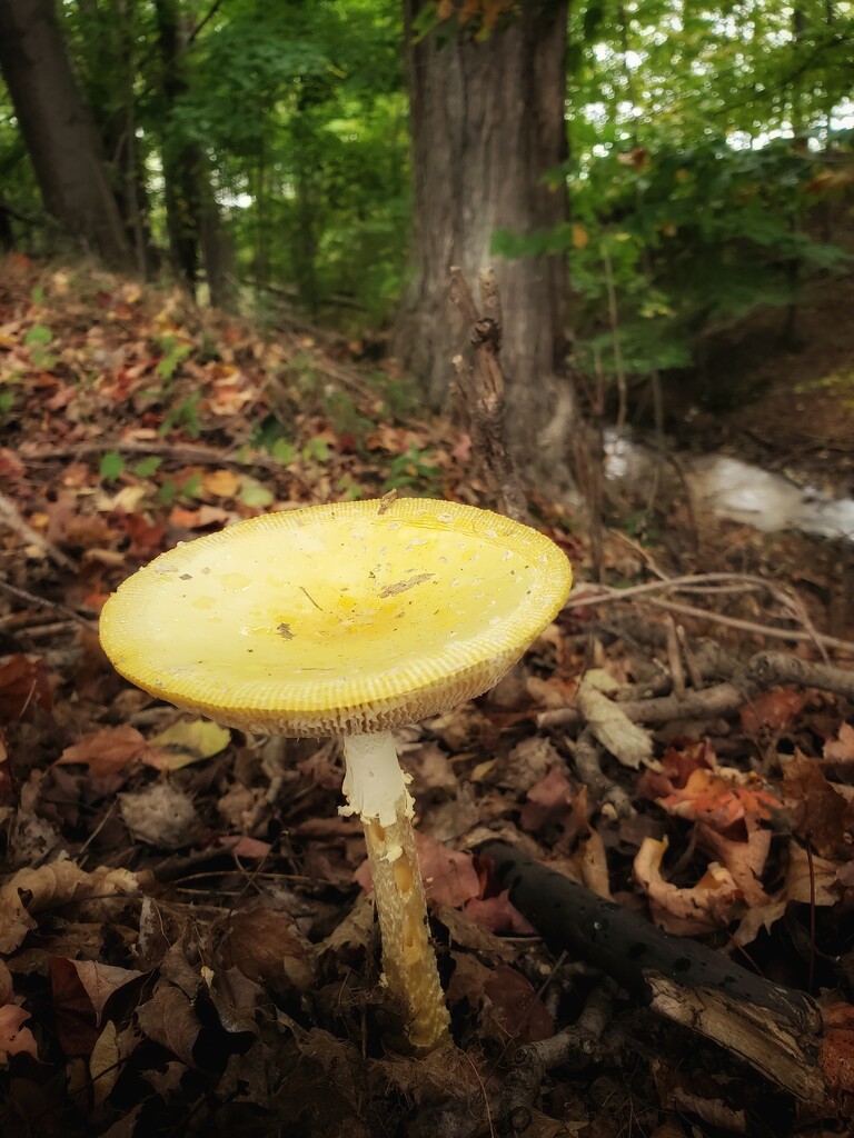 Fungi  by edorreandresen