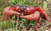 19th Jan 2011 - Christmas Island is famous for the red crabs -this one is endeavouring to eat what appeared to be a pistachio nut shell