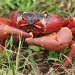 Christmas Island is famous for the red crabs -this one is endeavouring to eat what appeared to be a pistachio nut shell by lbmcshutter