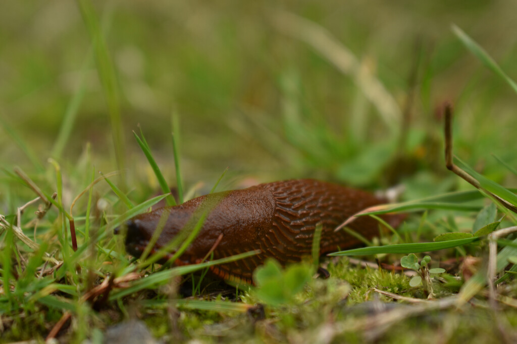 up close slug by midge