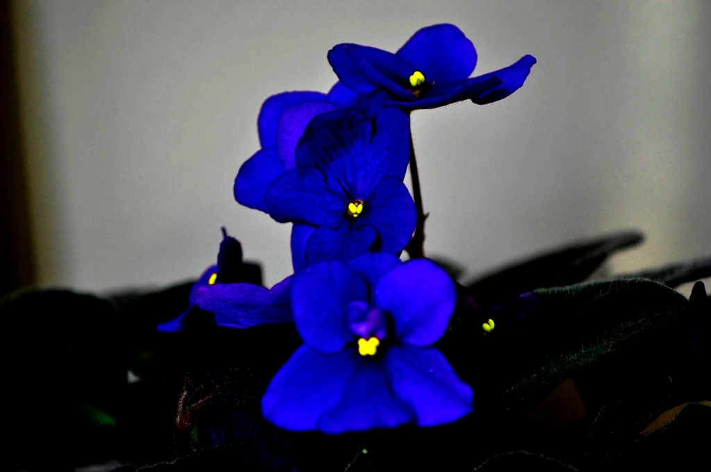 African Violet at night by philbacon