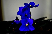 18th Jan 2011 - African Violet at night