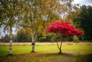 18th Oct 2021 - Two Birch Trees and a Japanese Maple…..