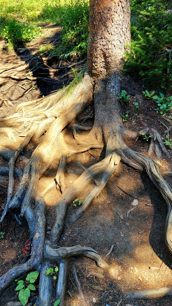 Tree Roots  by harbie