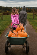 16th Oct 2021 - Pumpkin Picking