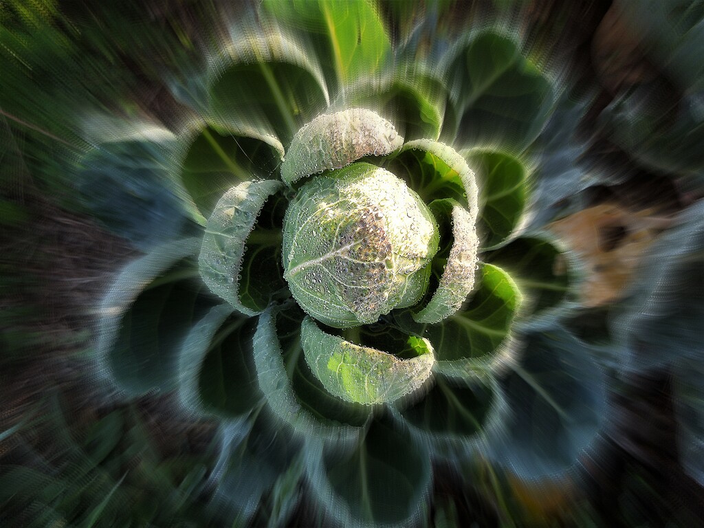 Brussels sprout mother plant by etienne