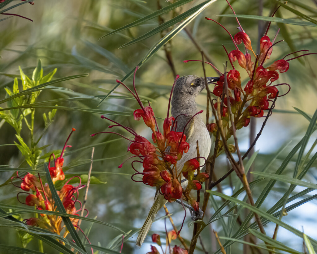 the birds of spring by koalagardens